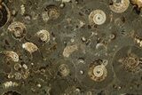 Fossil Ammonite (Promicroceras) Cluster - Marston Magna, England #351248-3